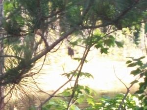 There is a moose in there!